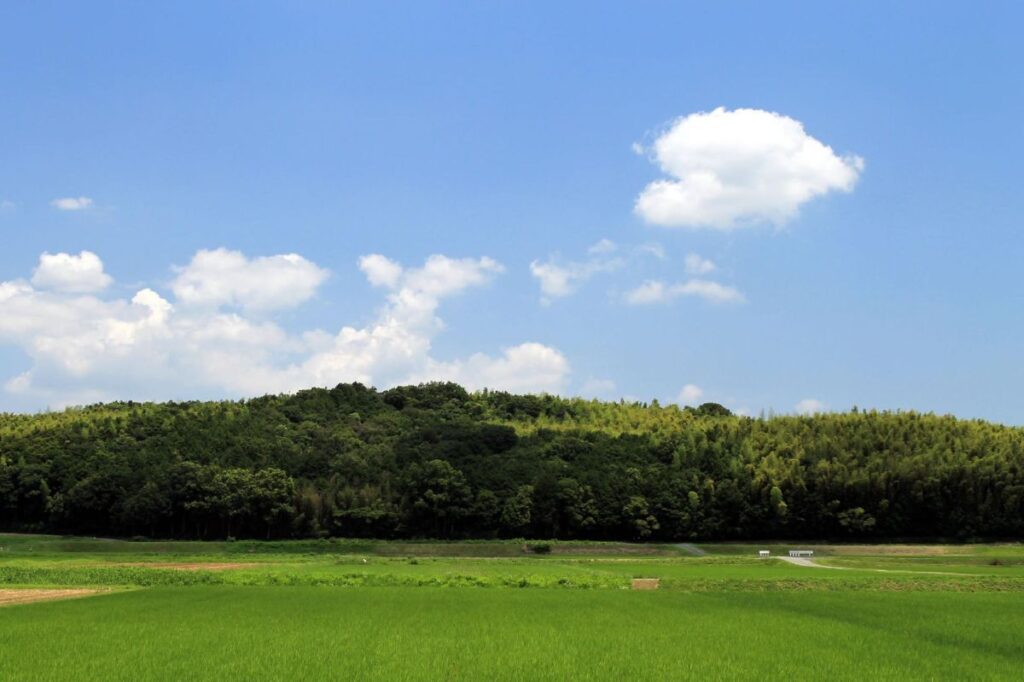 ハート型の雲が浮かぶ空と、一面に広がる稲穂の田園
