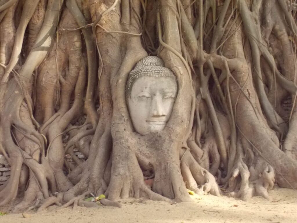 ワット・マハタートの木の根に抱かれた仏頭（アユタヤ遺跡）